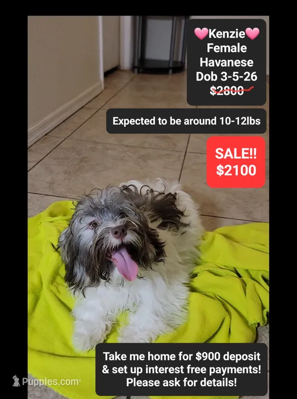 Kenzie*900 take home – Havanese puppy for sale in Tucson, AZ