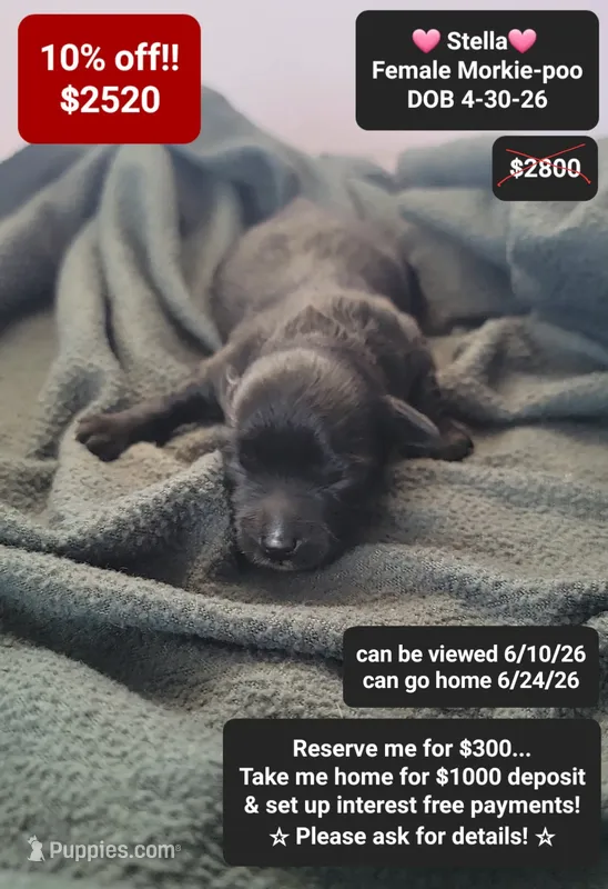 Stella – Poodle - Toy , Morkie puppy for sale in Tucson, AZ