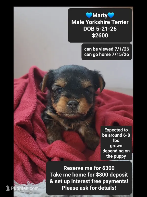 Marty – Yorkshire Terrier puppy for sale in Tucson, AZ