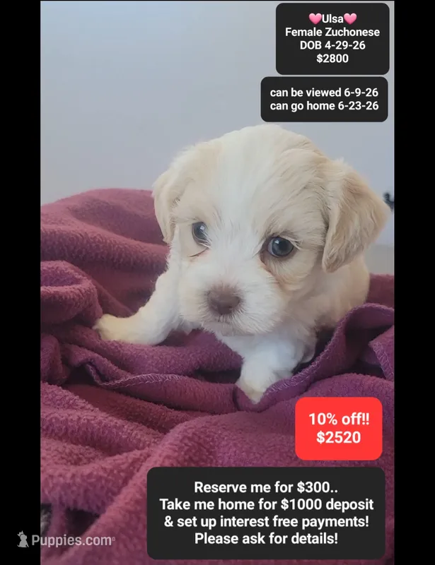 Ulsa – Havanese, Shichon puppy for sale in Tucson, AZ