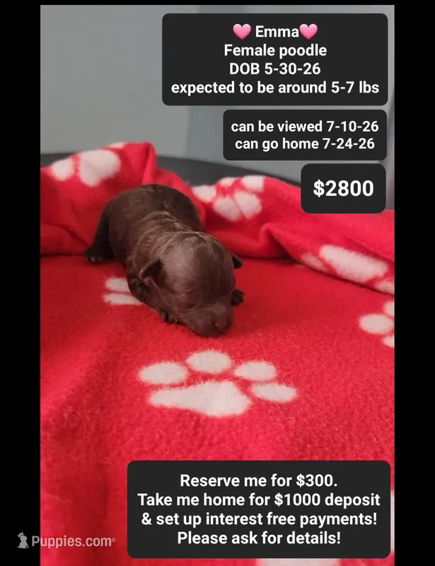 Emma – Poodle - Toy  puppy for sale in Tucson, AZ