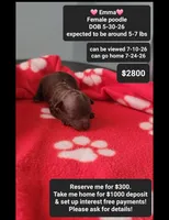 Emma, a female Poodle - Toy  for sale in Tucson, AZ – 1 of 1