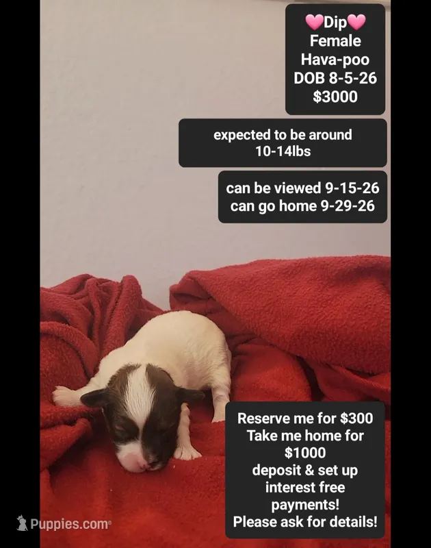 Dip – Havanese, Poodle - Toy  puppy for sale in Tucson, AZ