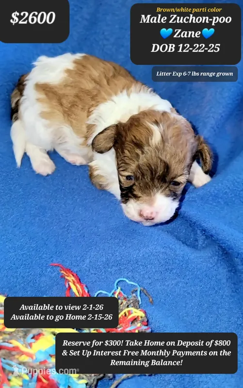 ZANE☆$800 take home option!