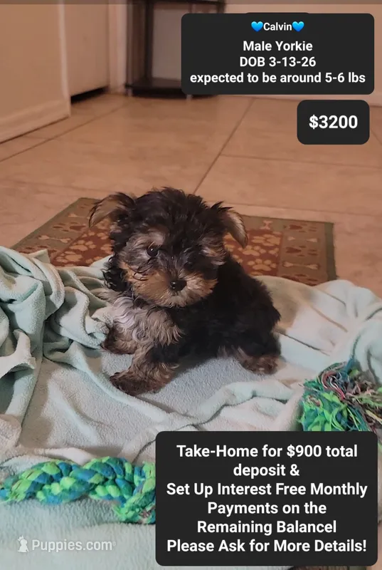 Calvin – Yorkshire Terrier puppy for sale in Tucson, AZ