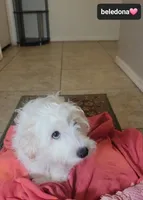 Beledona, a female Havanese for sale in Tucson, AZ – 3 of 3