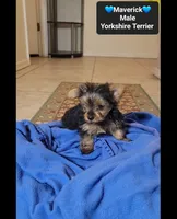 Maverick*1000 take home, a male Yorkshire Terrier for sale in Tucson, AZ – 3 of 3