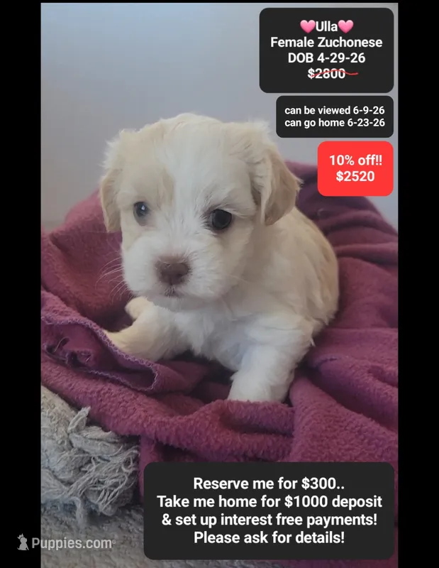 Ulla – Havanese, Shichon puppy for sale in Tucson, AZ