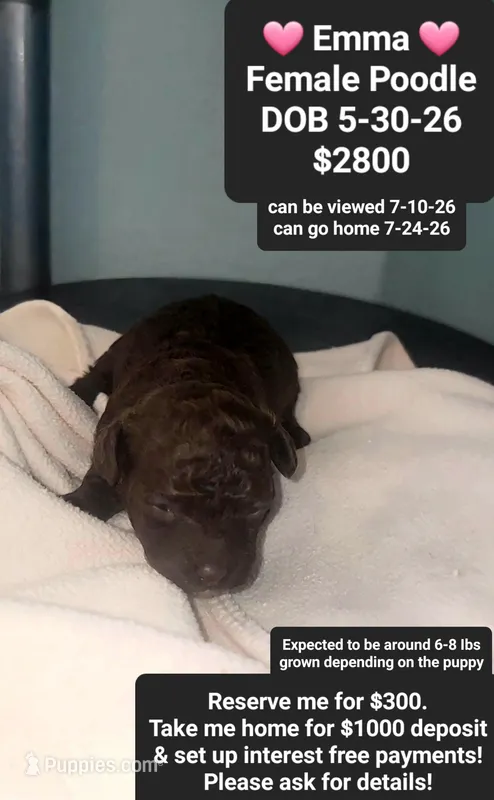 Emma – Poodle - Toy  puppy for sale in Tucson, AZ