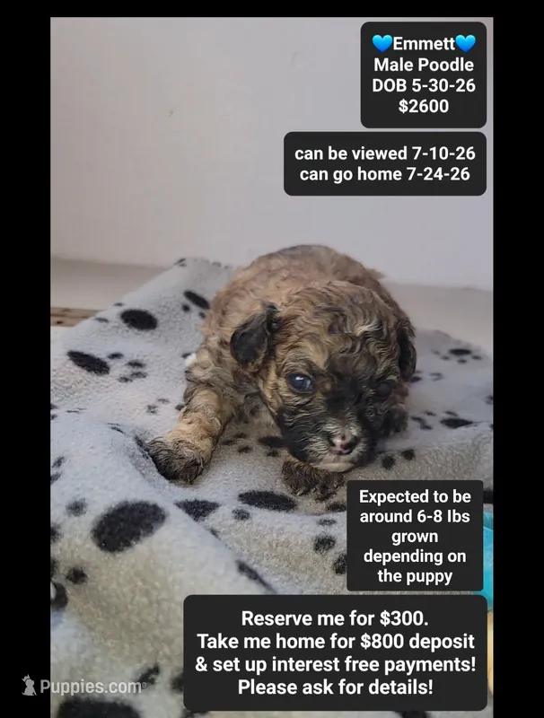 Emmett – Poodle - Toy  puppy for sale in Tucson, AZ