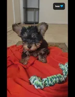 Bear, a male Yorkshire Terrier for sale in Tucson, AZ – Photo 2 of 3