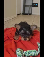 Bear, a male Yorkshire Terrier for sale in Tucson, AZ – Photo 3 of 3