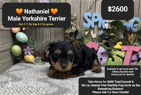 Nathaniel – Yorkshire Terrier puppy for sale in Tucson, AZ