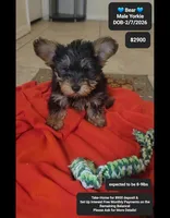 Bear, a male Yorkshire Terrier for sale in Tucson, AZ – Photo 1 of 3