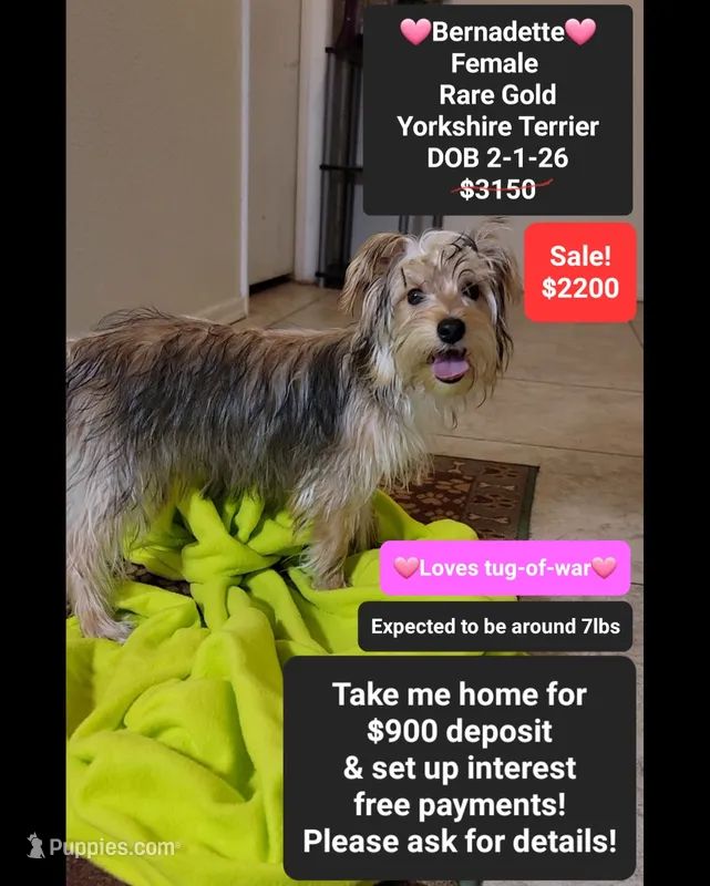 Bernadette*900 take home – Yorkshire Terrier puppy for sale in Tucson, AZ