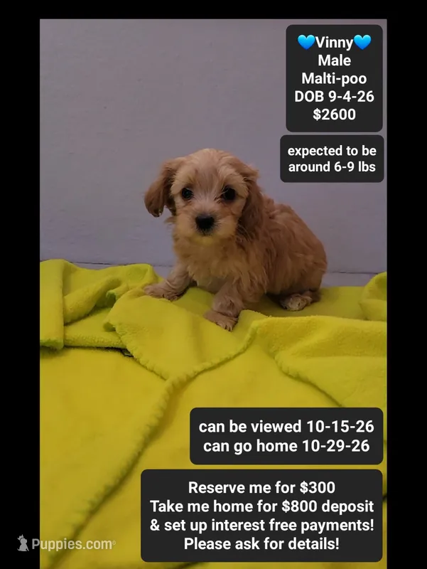 Vinny – Maltipoo puppy for sale in Tucson, AZ