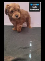 Stan, a male Yorkshire Terrier and Poodle - Toy  for sale in Tucson, AZ – 3 of 3