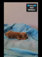 Vance, a male Maltipoo for sale in Tucson, AZ – 2 of 3