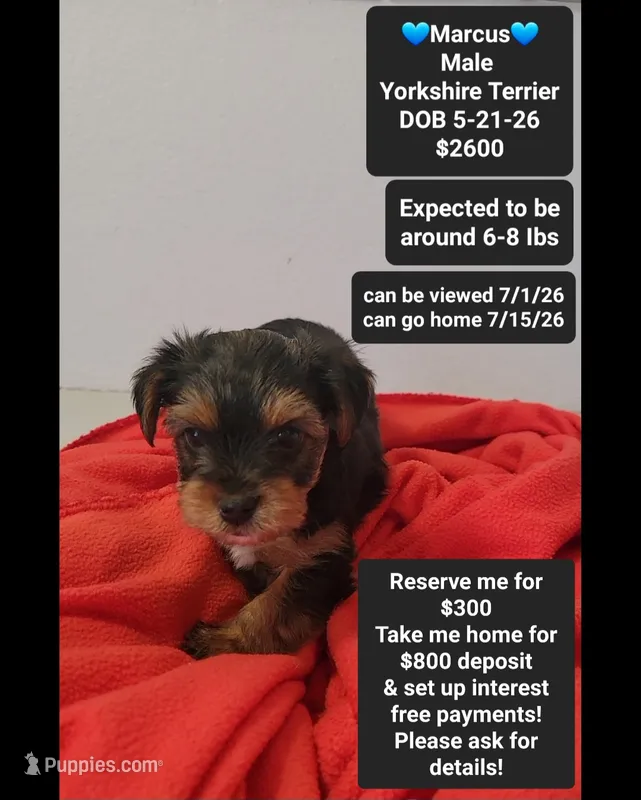Marcus*$800 take home – Yorkshire Terrier puppy for sale in Tucson, AZ