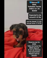 Marcus*$800 take home, a male Yorkshire Terrier for sale in Tucson, AZ – 1 of 3