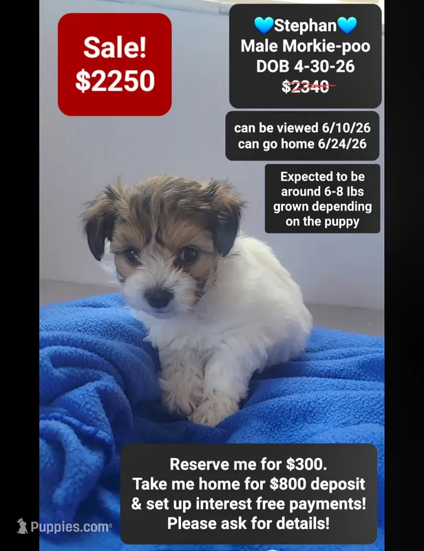 Stephan – Poodle - Toy , Morkie puppy for sale in Tucson, AZ