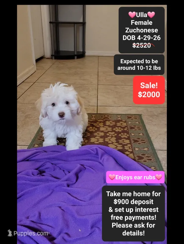Ulla*900 take home – Havanese, Shichon puppy for sale in Tucson, AZ