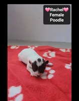 Rachel, a female Poodle - Toy  for sale in Tucson, AZ – 3 of 3