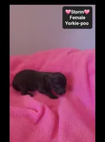 Storm*1000 take home, a female Yorkshire Terrier and Poodle - Toy  for sale in Tucson, AZ – 2 of 3