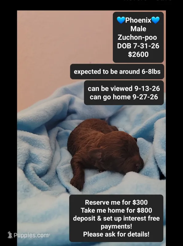 Pheonix – Poodle - Toy , Shichon puppy for sale in Tucson, AZ