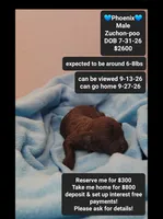 Pheonix, a male Poodle - Toy  and Shichon for sale in Tucson, AZ – 1 of 3