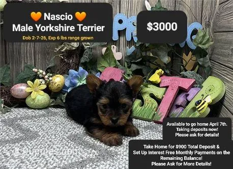 Nascio – Yorkshire Terrier puppy for sale in Tucson, AZ