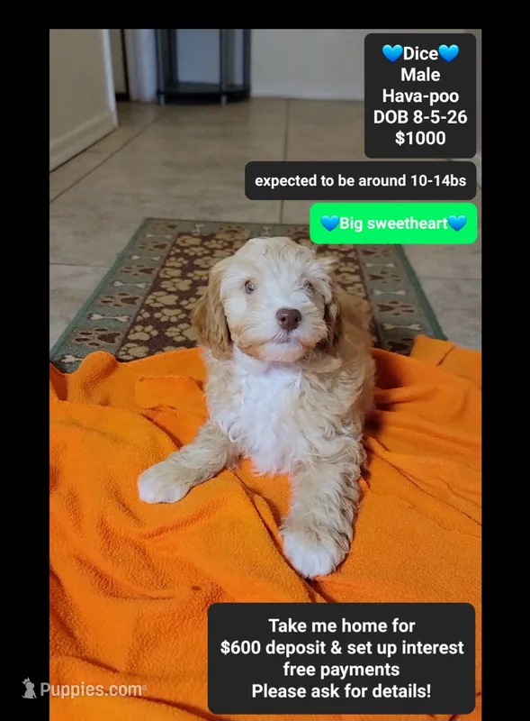 Dice – Havapoo puppy for sale in Tucson, AZ
