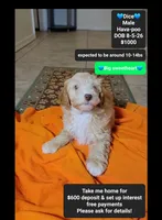 Dice, a male Havapoo for sale in Tucson, AZ – 1 of 3