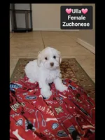 Ulla*900 take home, a female Havanese and Shichon for sale in Tucson, AZ – 3 of 3
