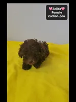Zeilda*1000 take home, a female Poodle - Toy  and Shichon for sale in Tucson, AZ – 2 of 3