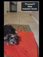 Levine*800 take home, a male Yorkshire Terrier for sale in Tucson, AZ – 3 of 3