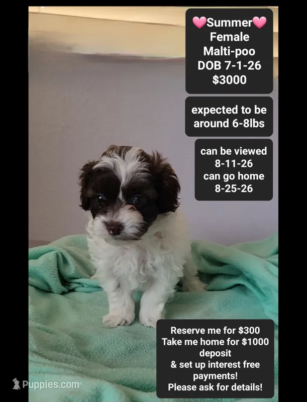 Summer*1000 take home – Maltipoo puppy for sale in Tucson, AZ