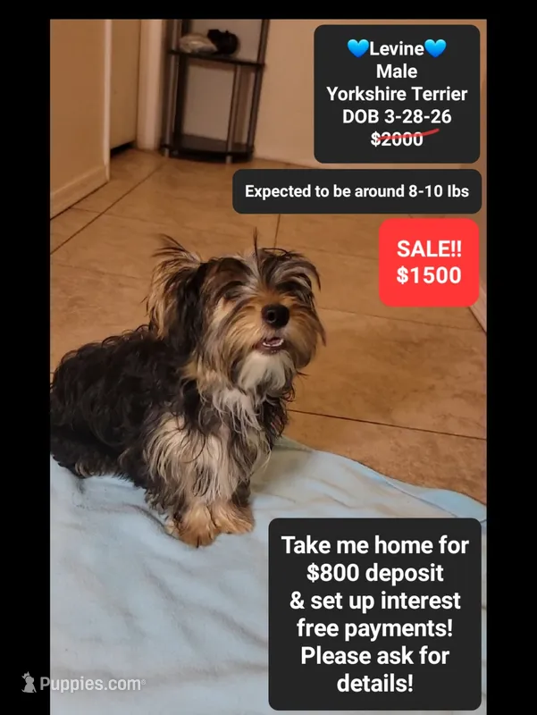 Levine*800 take home – Yorkshire Terrier puppy for sale in Tucson, AZ