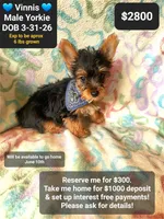 Vinnis, a male Yorkshire Terrier for sale in Tucson, AZ – 1 of 1