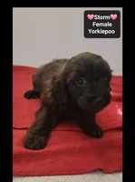Storm, a female Yorkshire Terrier and Poodle - Toy  for sale in Tucson, AZ – 3 of 3