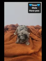 Dean*800 take home, a male Havanese and Poodle - Toy  for sale in Tucson, AZ – 3 of 3