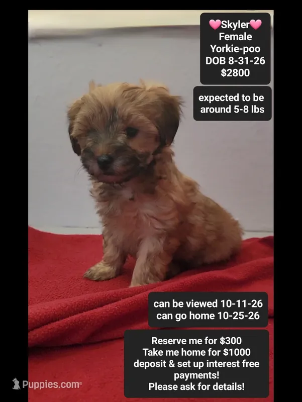 Skyler – Yorkshire Terrier, Poodle - Toy  puppy for sale in Tucson, AZ