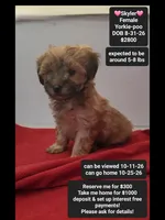 Skyler, a female Yorkshire Terrier and Poodle - Toy  for sale in Tucson, AZ – 1 of 3