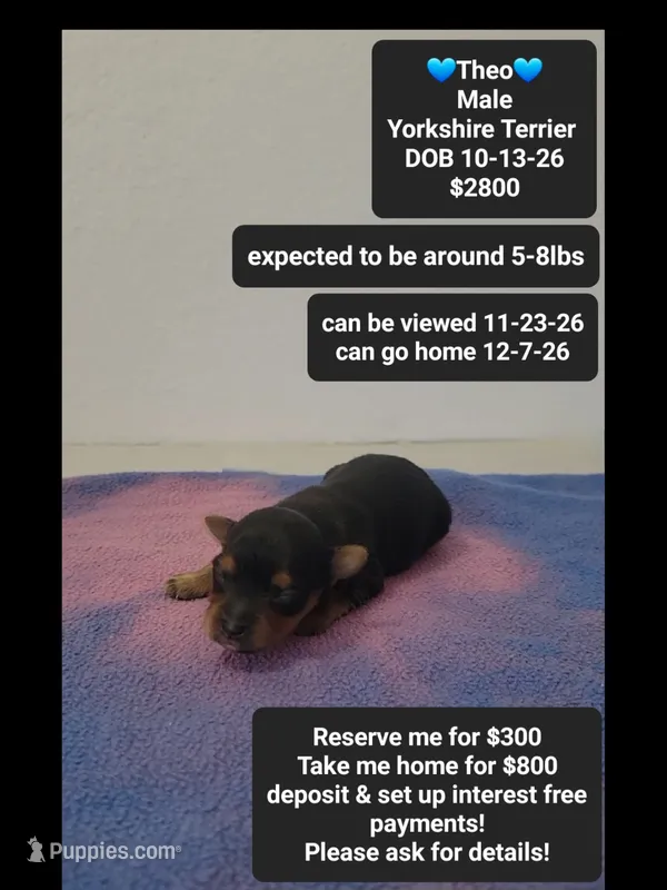 Theo – Yorkshire Terrier puppy for sale in Tucson, AZ
