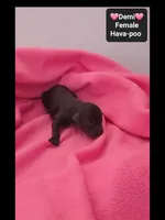 Demi, a female Havanese and Poodle - Toy  for sale in Tucson, AZ – 3 of 3
