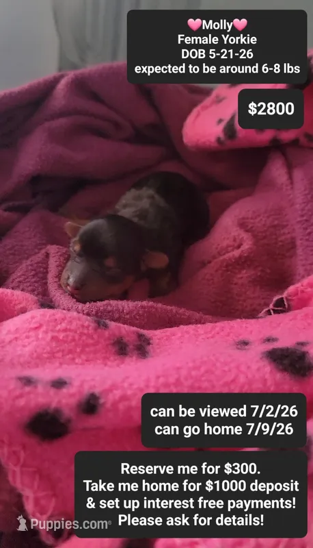 Molly – Yorkshire Terrier puppy for sale in Tucson, AZ