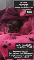 Molly, a female Yorkshire Terrier for sale in Tucson, AZ – 1 of 1