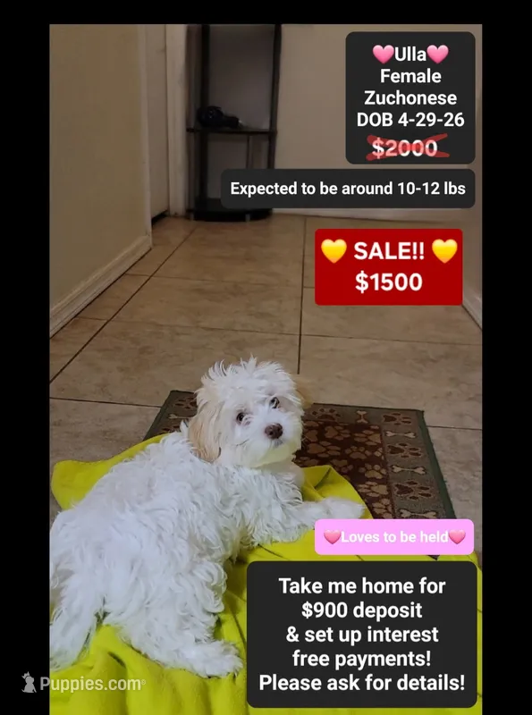 Ulla*900 take home – Havanese, Shichon puppy for sale in Tucson, AZ
