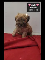 Skyler, a female Yorkshire Terrier and Poodle - Toy  for sale in Tucson, AZ – 2 of 3