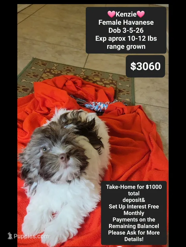 Kenzie – Havanese puppy for sale in Tucson, AZ